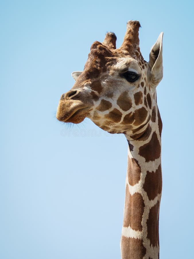 Giraffes. Manners, Behavior, Communication Stock Photo - Image of
