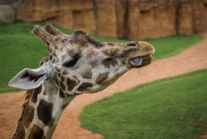 Giraffes stock photo. Image of nature, neck, ears, iberian - 48975166