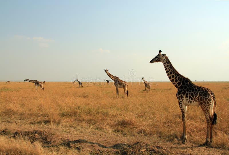 Giraffes Maasai στοκ φωτογραφίες Giraffes Maasai στοκ φωτογραφίες
