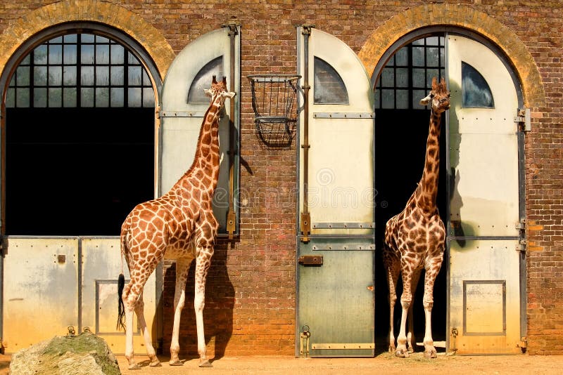 Giraffes no jardim zoológico de Londres