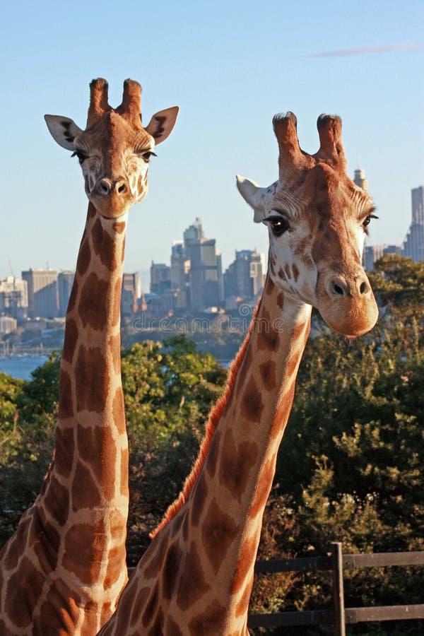 Giraffes no jardim zoológico urbano foto de stock Giraffes no jardim zoológico urbano foto de stock