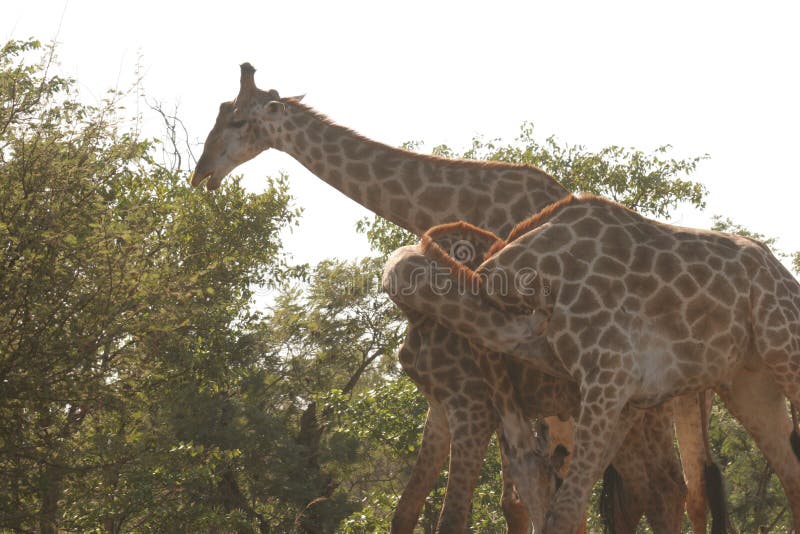 Giraffes`s Playing Together in a Funny Way Stock Image - Image of