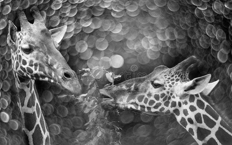 Giraffes Portrait in Black and White and Bokeh Stock Image - Image of