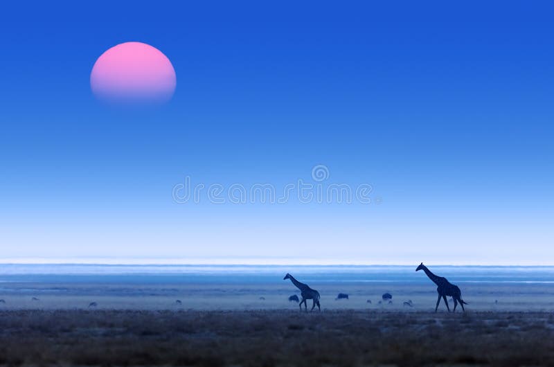 Giraffe stock photo. Image of africa, neck, side, sand - 3734512