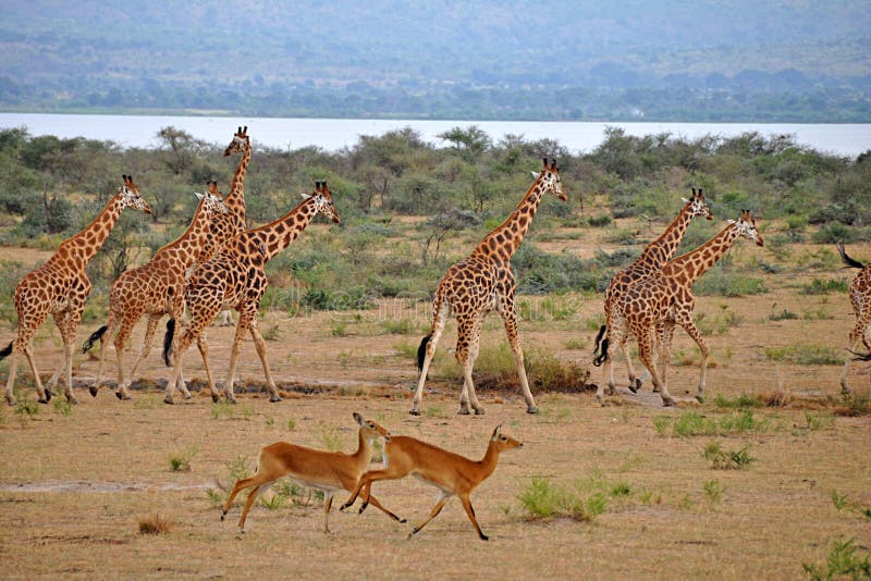 Giraffes Run with Gazelles at Murchison Falls Ugan stock images Giraffes Run with Gazelles at Murchison Falls Ugan stock images