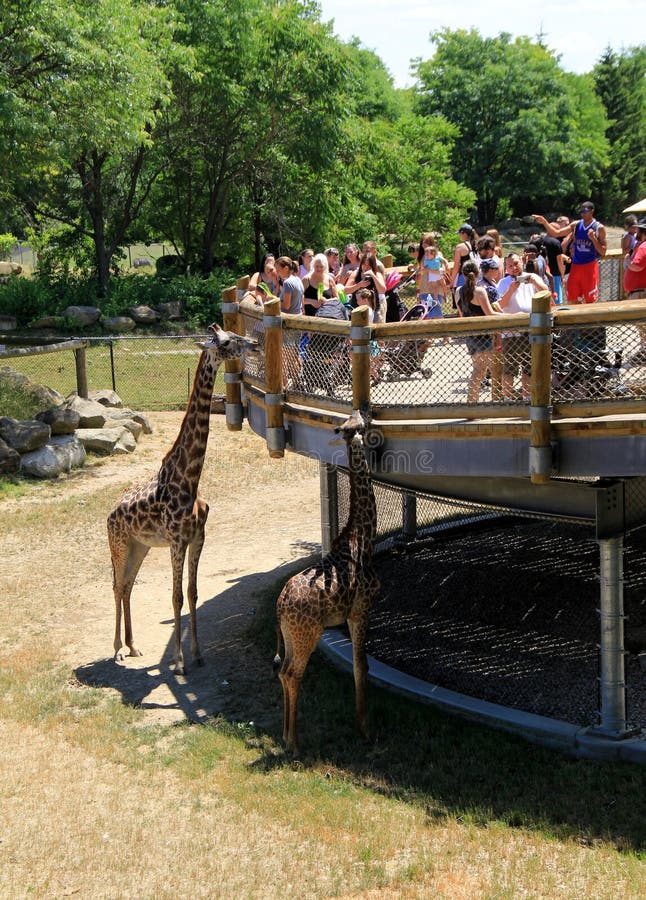 Giraffes Standing Near Platform with People Holding Leaves To Feed