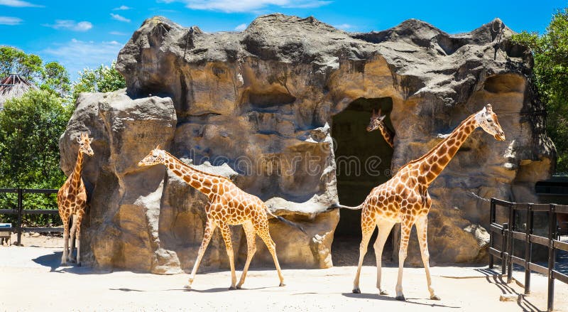 Giraffes at Taronga Zoo, Sydney. Australia.