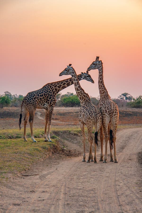 Giraffes in Their Natural Habitat Stock Photo - Image of outside