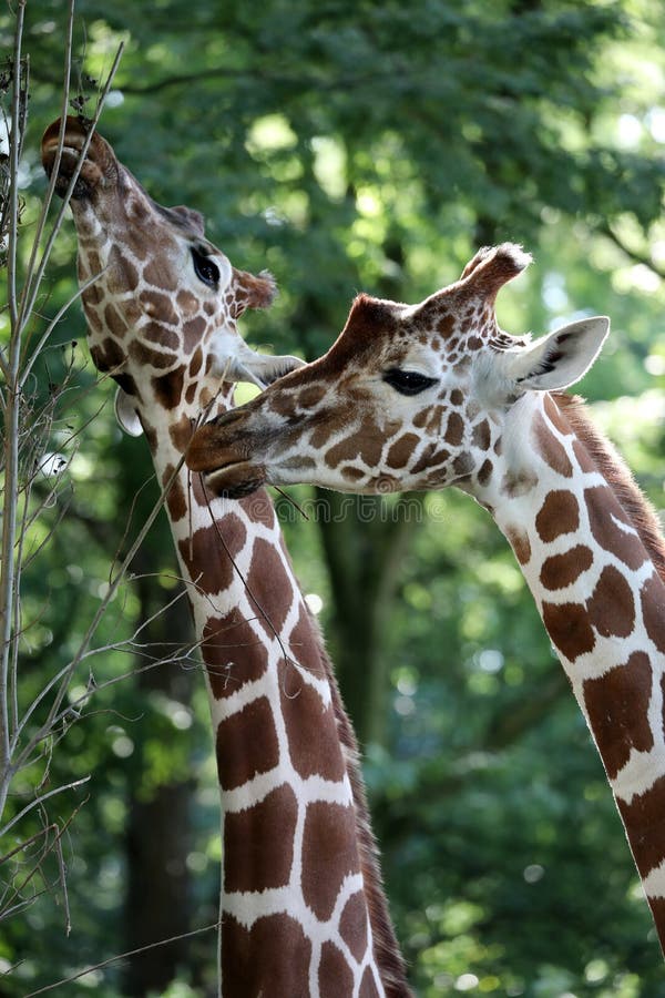 Two Giraffes eating leaves from a tree