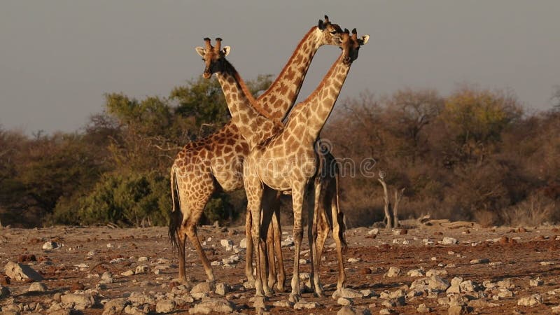 Giraffes at a waterhole - Etosha