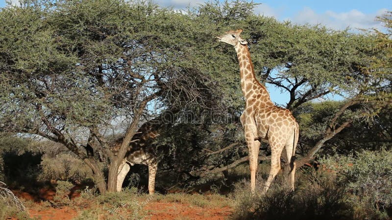 Giraffes at waterhole