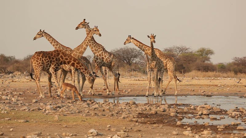 Giraffes at waterhole