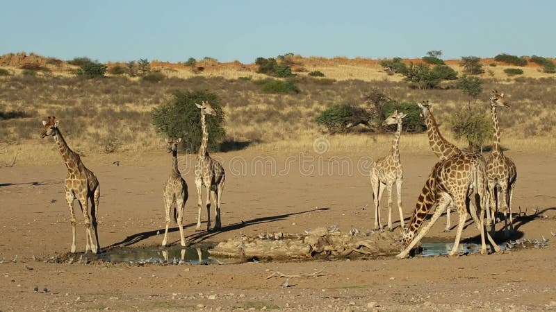 Giraffes at a waterhole