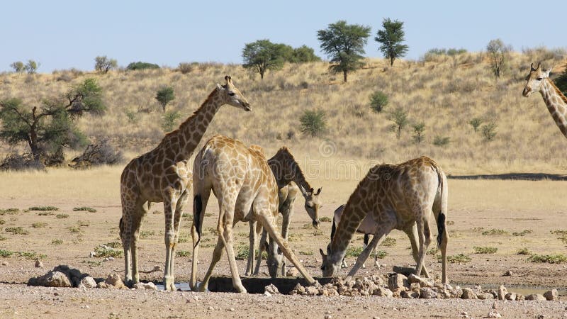 Giraffes at a waterhole - Kalahari desert