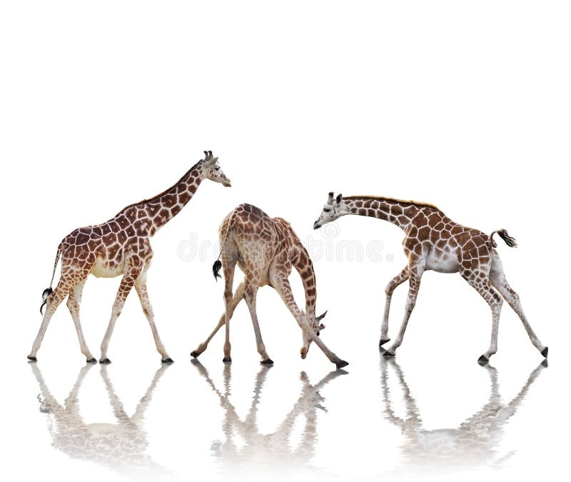 Giraffes on White Background Stock Image - Image of tall, collage: 37791665