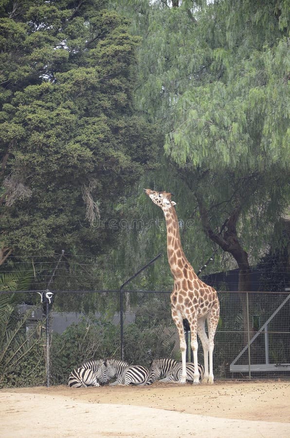 Giraffe and Zebra Melbourne Zoo. Stock Image Image of affrican, cage
