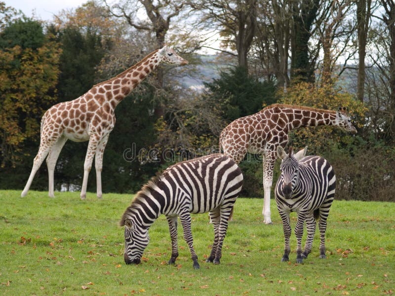 Giraffes And Zebras Royalty Free Stock Photos Image 3616988