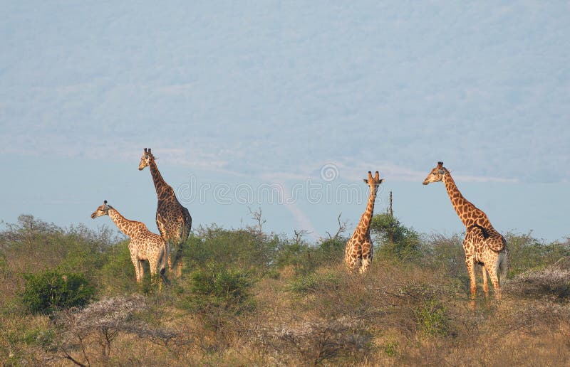Giraffes of Zimanga Park in South Africa Stock Image - Image of animals