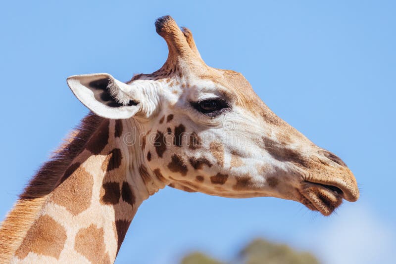 Giraffes in a Zoo in Australia Stock Photo - Image of australia, mammal
