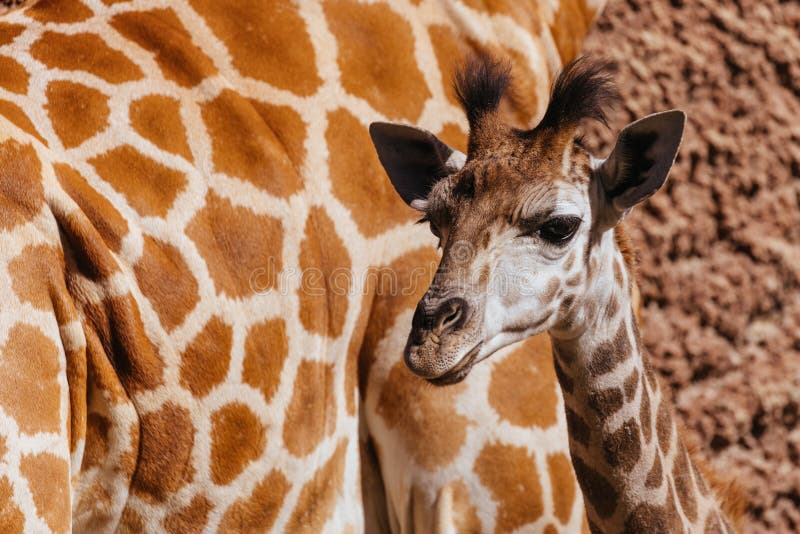 Giraffes in a Zoo in Australia Stock Photo - Image of animal, tall