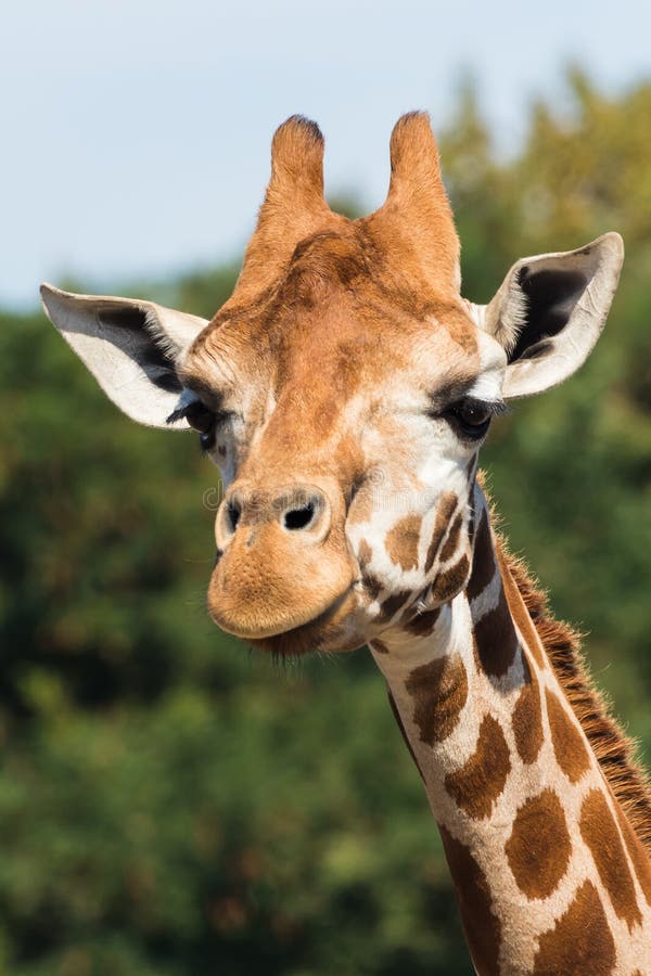 Giraffes in the Zoo. Giraffe is the Tallest Animal in the World. Stock  Image - Image of high, background: 127409629
