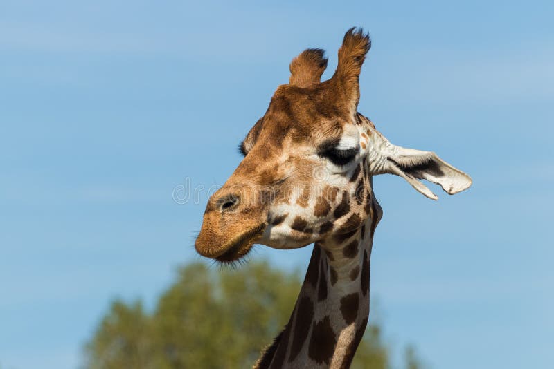 Giraffes in the Zoo. Giraffe is the Tallest Animal in the World Stock Image  - Image of beautiful, blurred: 127409659