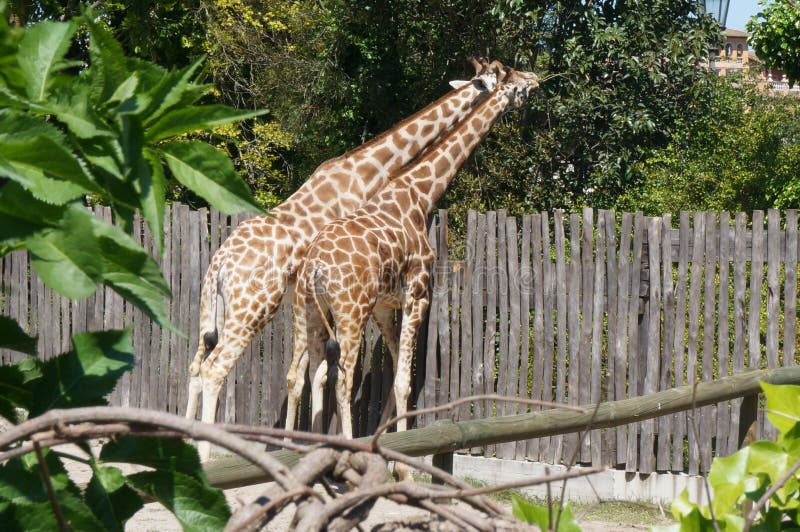 Giraffes at the Zoo in Rome, Italy Stock Photo - Image of friends