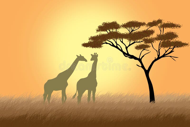 giraffes ακακιών πλησίον πέρα από τη& ελεύθερη απεικόνιση δικαιώματος giraffes ακακιών πλησίον πέρα από τη& ελεύθερη απεικόνιση δικαιώματος
