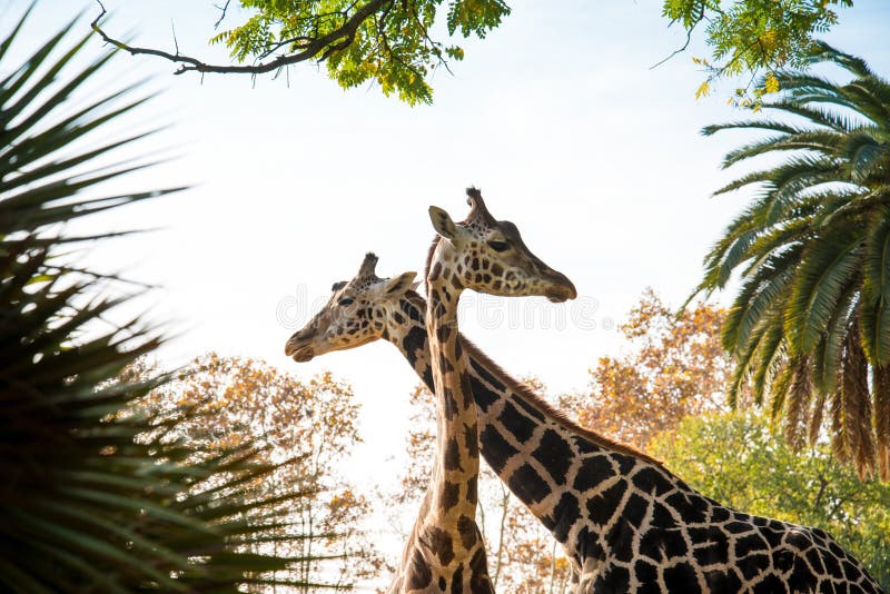 Giraffes ζεύγος στοκ φωτογραφία με δικαίωμα ελεύθερης χρήσης Giraffes ζεύγος στοκ φωτογραφία με δικαίωμα ελεύθερης χρήσης