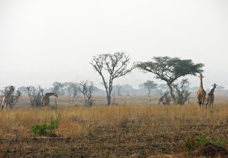 Giraffes κοπαδιών που περπατούν μέσω των ξηρών στεγνωμένων πεδιάδων μετά από τις πυρκαγιές Αφρική θάμνων στοκ εικόνες Giraffes κοπαδιών που περπατούν μέσω των ξηρών στεγνωμένων πεδιάδων μετά από τις πυρκαγιές Αφρική θάμνων στοκ εικόνες