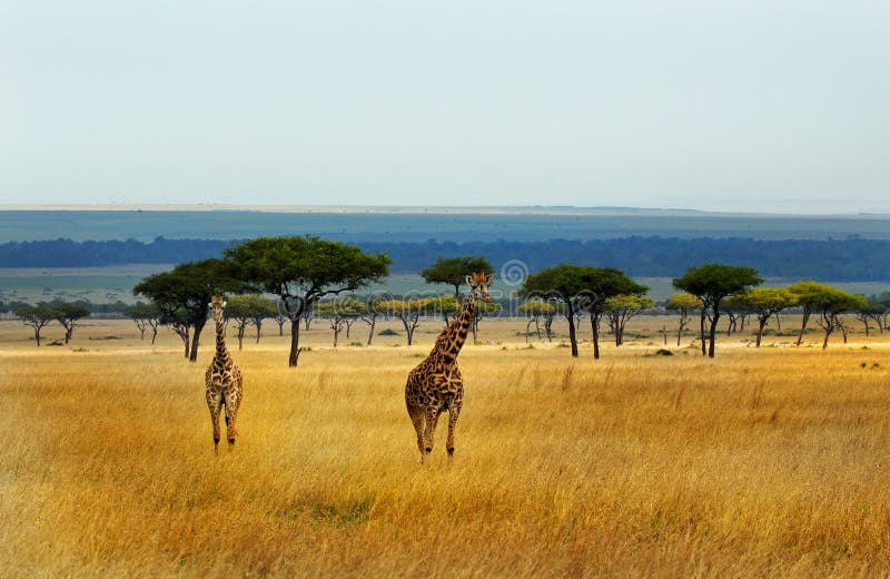 Giraffes στις απέραντες πεδιάδες του Masai Mara στοκ φωτογραφία με δικαίωμα ελεύθερης χρήσης Giraffes στις απέραντες πεδιάδες του Masai Mara στοκ φωτογραφία με δικαίωμα ελεύθερης χρήσης