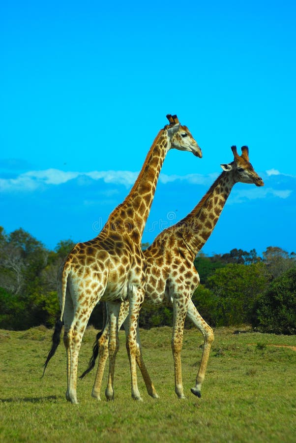Two wild Giraffe bulls standing together in the savanna in South Africa. Two wild Giraffe bulls standing together in the savanna in South Africa