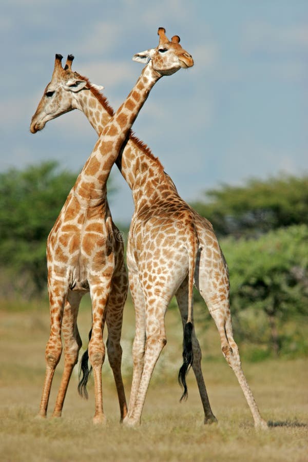 Two male giraffes (Giraffa camelopardalis) fighting, Etosha National Park, Namibia. Two male giraffes (Giraffa camelopardalis) fighting, Etosha National Park, Namibia