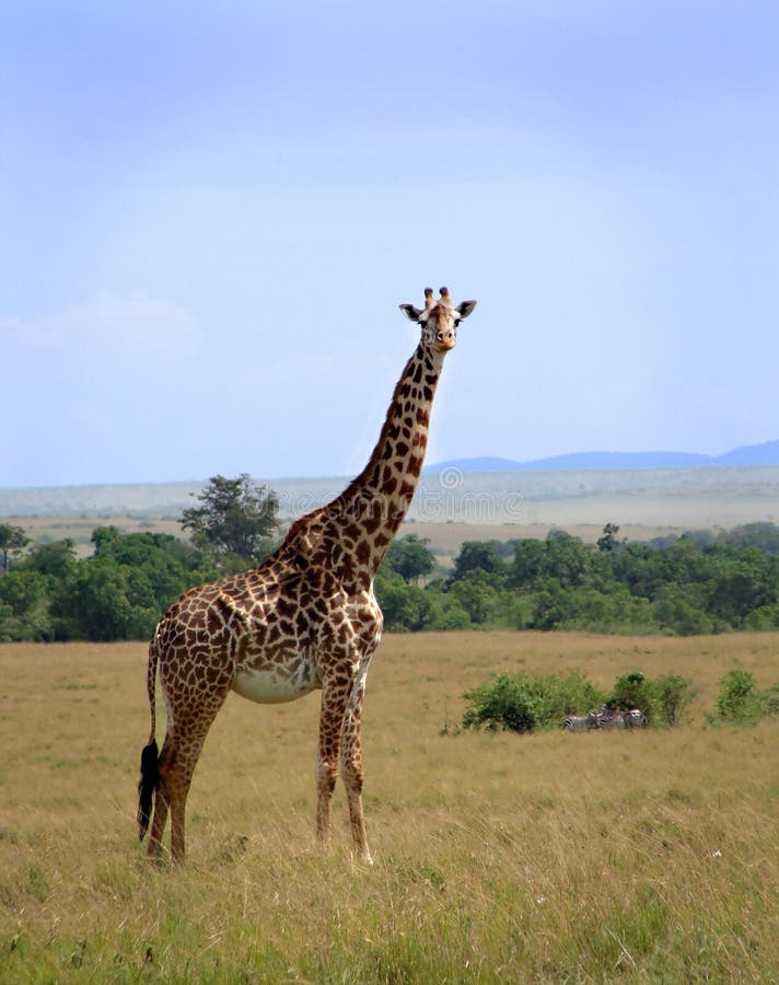Giraffmara masai