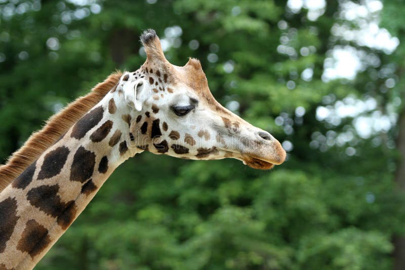 Rothschild's giraffe (Giraffa camelopardalis rothschildi) is one of the most endangered giraffe subspecies, with only a few hundred members in the wild. Photo from ZOO. Rothschild's giraffe (Giraffa camelopardalis rothschildi) is one of the most endangered giraffe subspecies, with only a few hundred members in the wild. Photo from ZOO