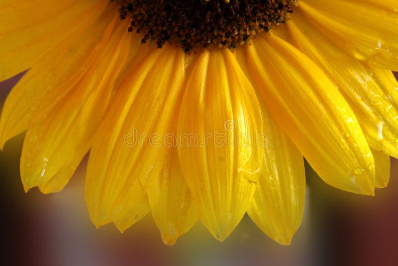 Girasol Imagen De Archivo Imagen De Flor Cubo Margarita 1857327