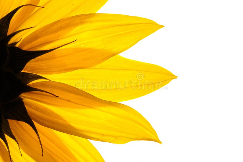 Girasol fotografía de archivo libre de regalías Girasol fotografía de archivo libre de regalías