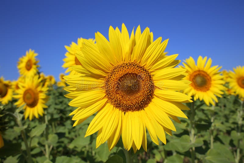 Girasol fotografía de archivo Girasol fotografía de archivo