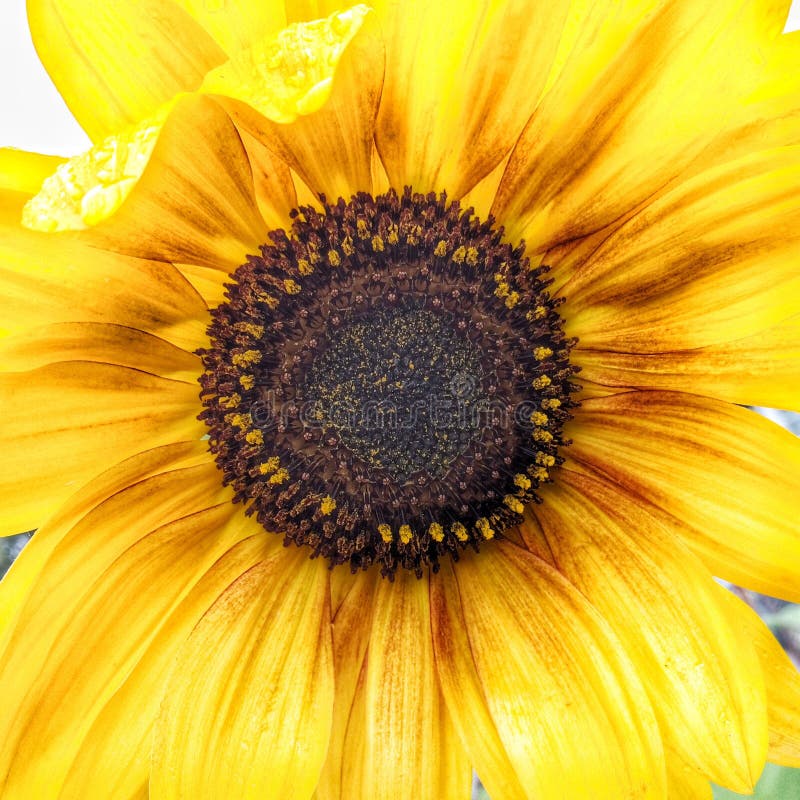 Girasol imagen de archivo Girasol imagen de archivo