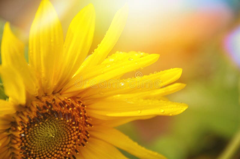 girasol amarillo imagen de archivo girasol amarillo imagen de archivo