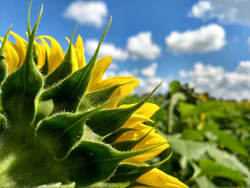Girasol amarillo en flor imágenes de archivo libres de regalías
