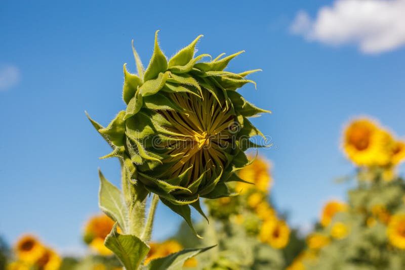 1,852 Girasol Cerrado Fotos de stock - Fotos libres de regalías de  Dreamstime