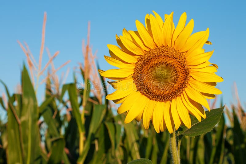 Girasol contra el campo del cielo azul y de maíz fotografía de archivo Girasol contra el campo del cielo azul y de maíz fotografía de archivo
