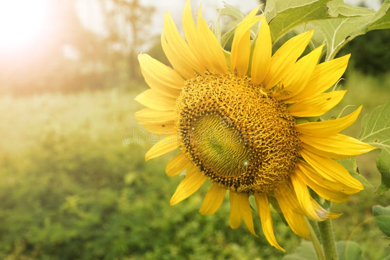 Girasol de oro en el campo puesto a contraluz por los rayos del sol de configuraci?n fotos de archivo Girasol de oro en el campo puesto a contraluz por los rayos del sol de configuraci?n fotos de archivo