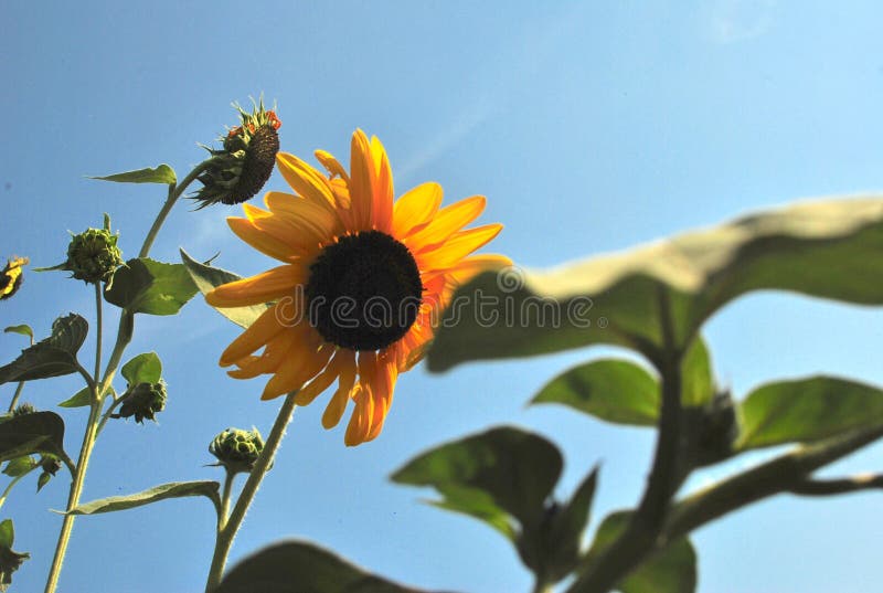 Girasol de oro que sopla en el viento fotos de archivo Girasol de oro que sopla en el viento fotos de archivo
