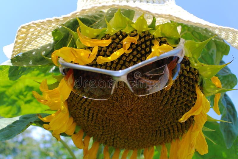 Girasol divertido imagen de archivo libre de regalías Girasol divertido imagen de archivo libre de regalías