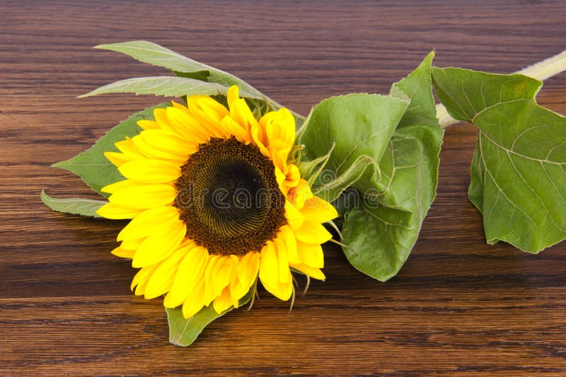 Girasol, Alias Helianthus Annuus, En Esquina Foto de archivo - Imagen