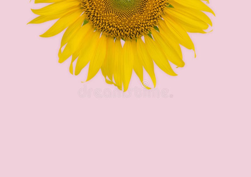 218 Girasol En Colores Pastel Fotos de stock - Fotos libres de regalías de  Dreamstime