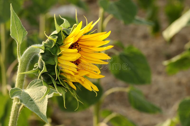 Girasol excepcional imágenes de archivo libres de regalías Girasol excepcional imágenes de archivo libres de regalías