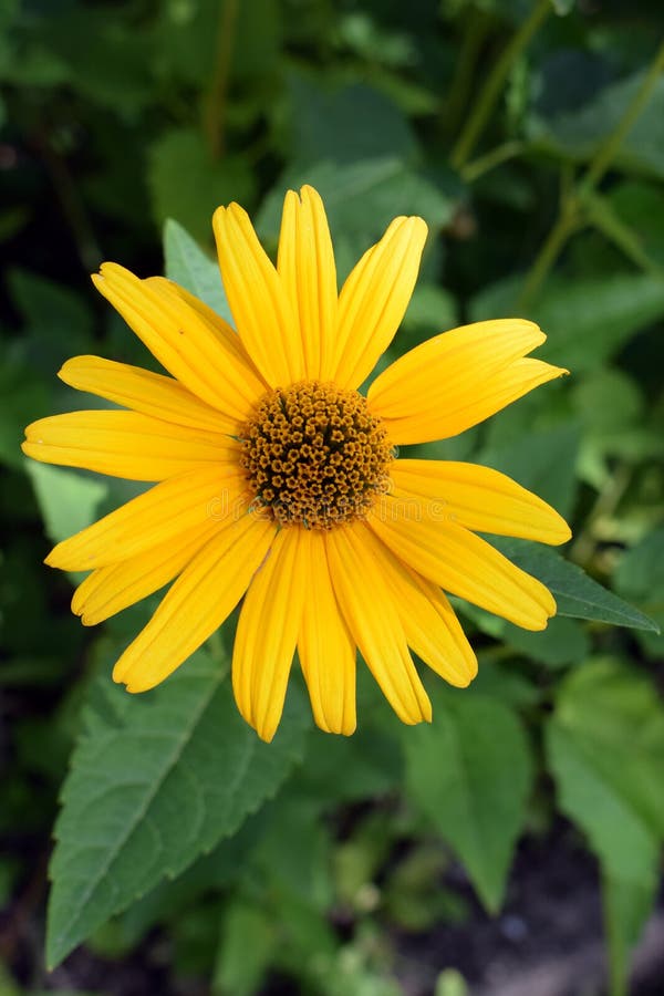 Girasol falso imagen de archivo. Imagen de perenne, cubo - 76507307